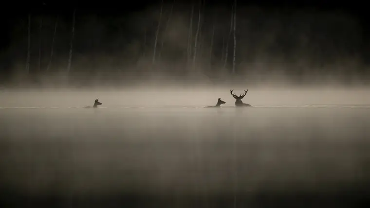 Le Chant des forêts