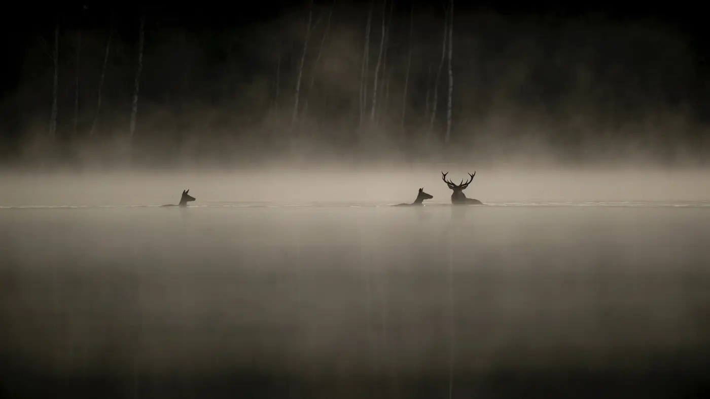 Hero du genre documentaire: Le Chant des forêts